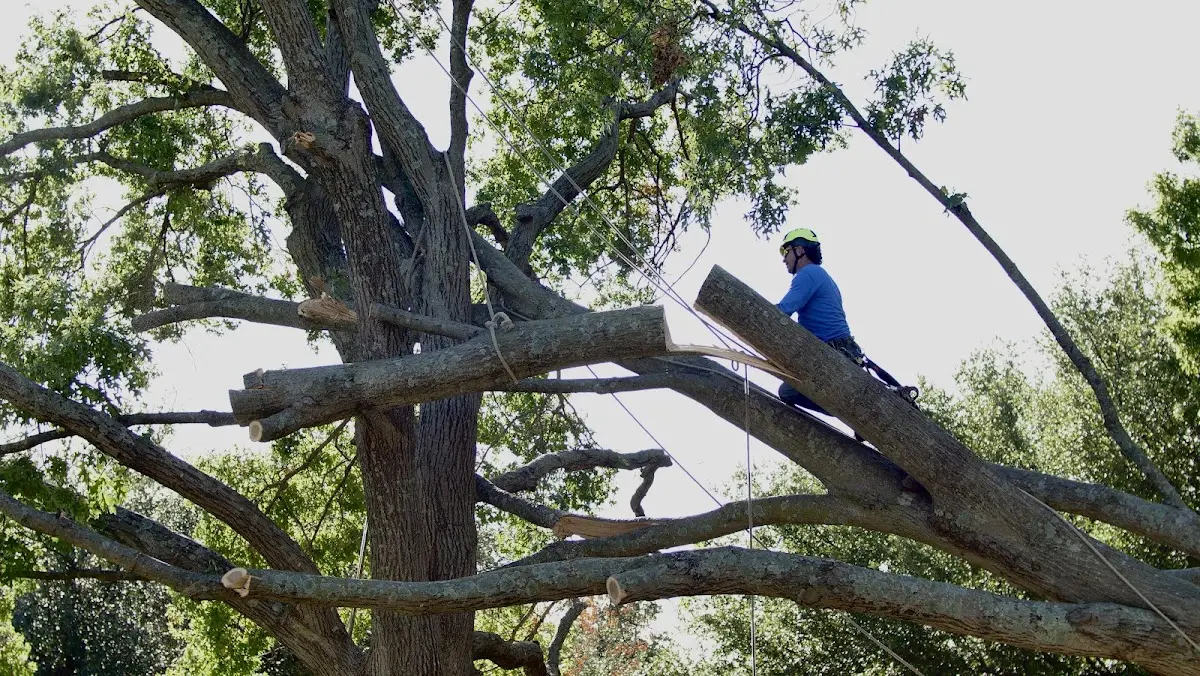 Professional Hazardous Tree Removal performed by certified arborists in Allendale